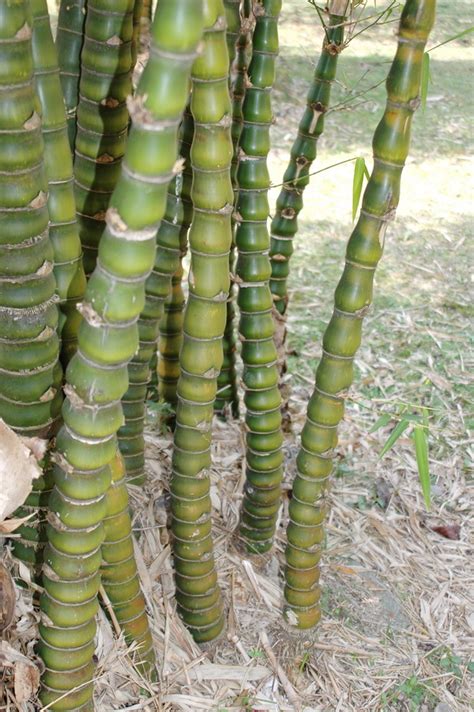 植物 竹|竹類植物介紹